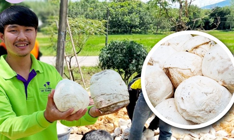 วิธีสังเกต ยางก้อนถ้วยให้ได้คุณภาพ