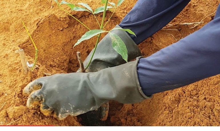 เตรียมหลุมปลูกยางใหม่