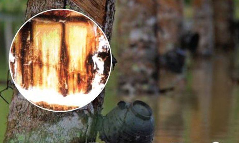 โรคราเส้นดำ