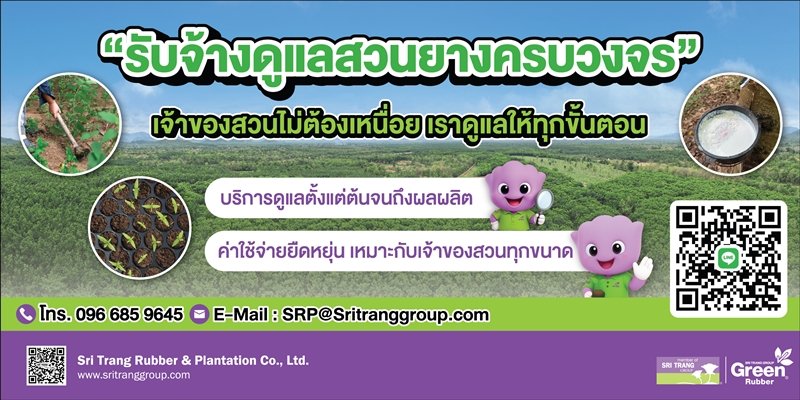 Sri Trang Group Leverages Expertise to Launch 'Integrated Rubber Plantation Management' Service, Targeting 2,000 Rai by 2026