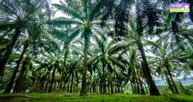Sri Trang Group Launches Nationwide Pilot Oil Palm Plantation Initiative In Response to Sustained High Palm Oil Prices